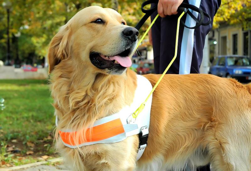 A Labrador guide dog