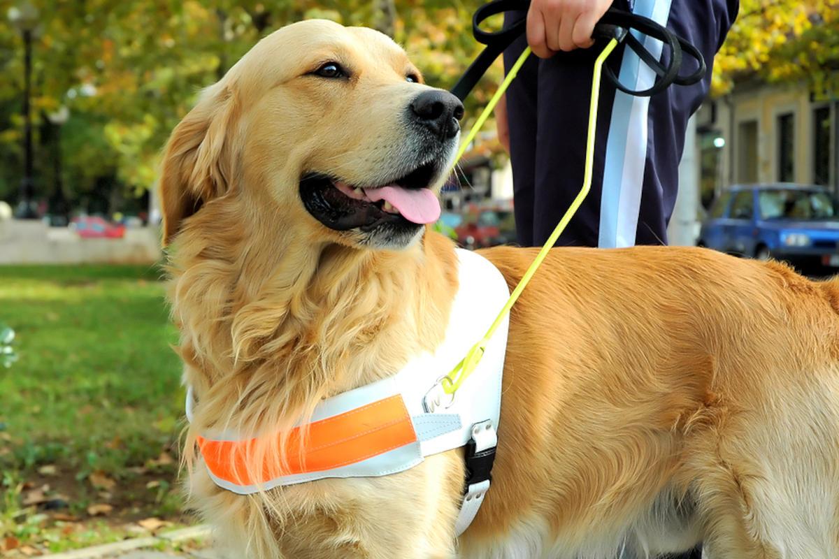 A guide dog