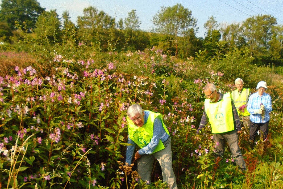 Pulling up Himalayan Balsam near Warden 
