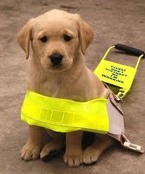 Guide Dogs for the Blind - 