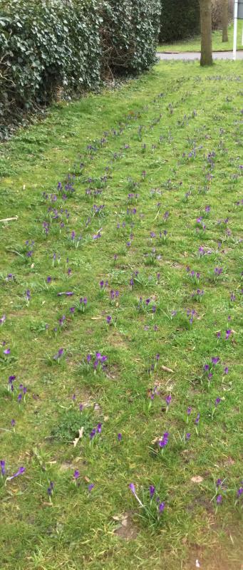 The club members planted these crocus corms as a reminder of the work across the world committed to eradicate polio. The colour purple is used as a finger dye to record each child that has been treated with the inoculation. 