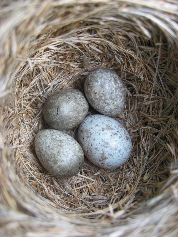 Cuckoo egg bottom right