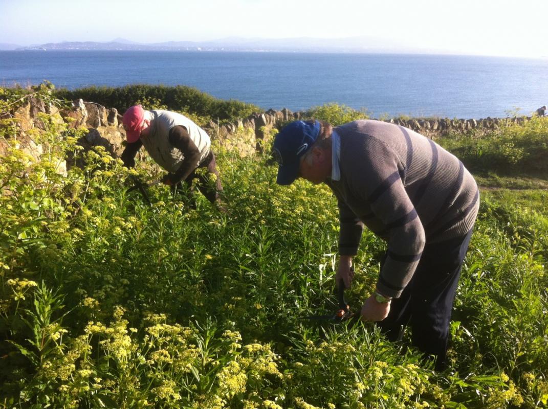 Howth cliff walk weed clearing
