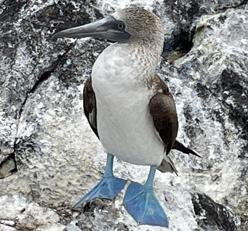 Blue Footed Boobie