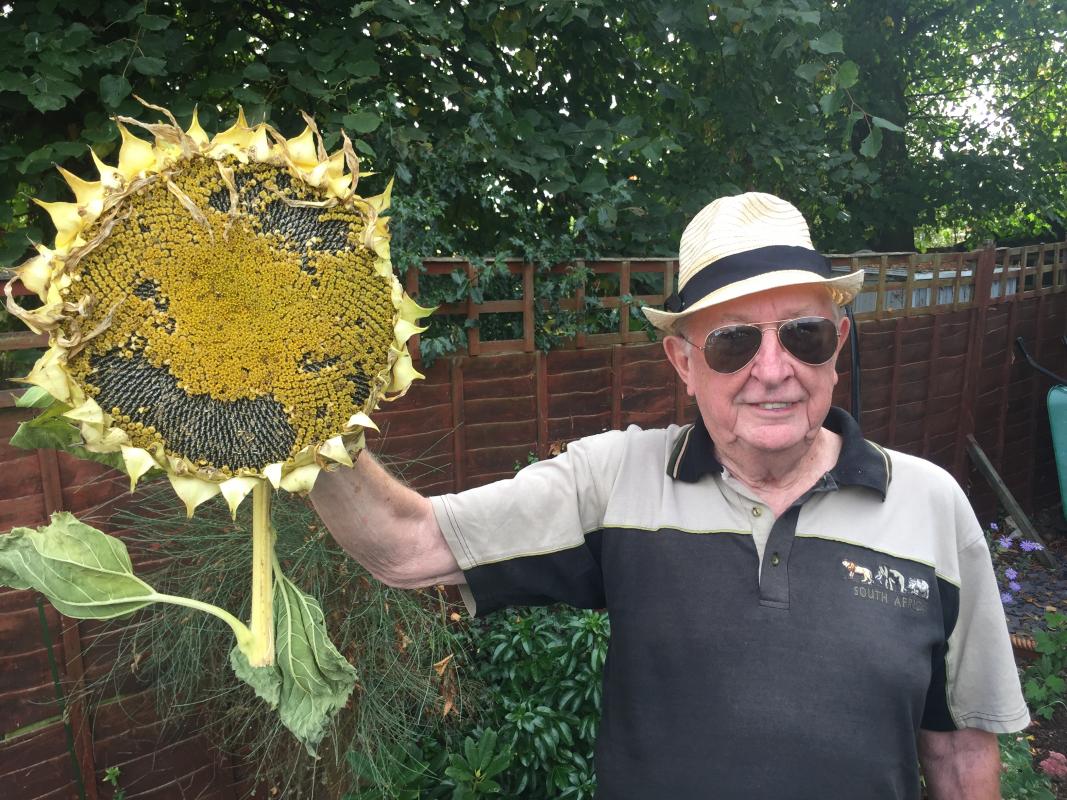 Summer Sunflower Party for Malaria Elimination - 