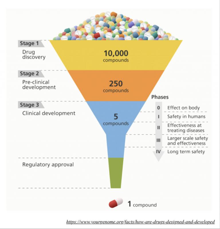 The stages of drug development