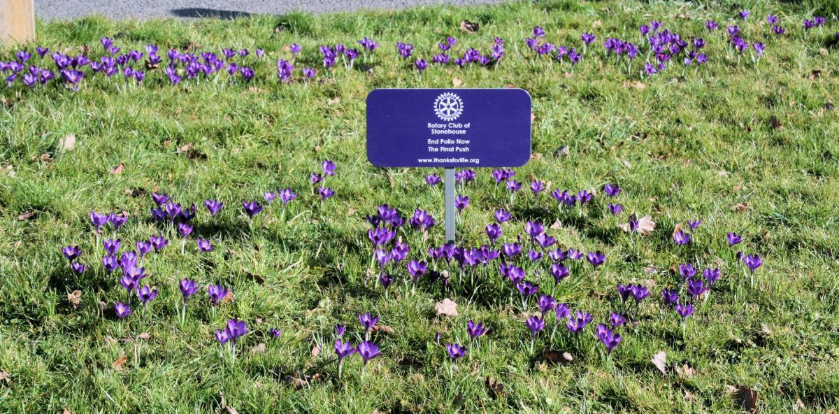 Purple for Polio - Crocus Planting at Eastington Primary School - 
