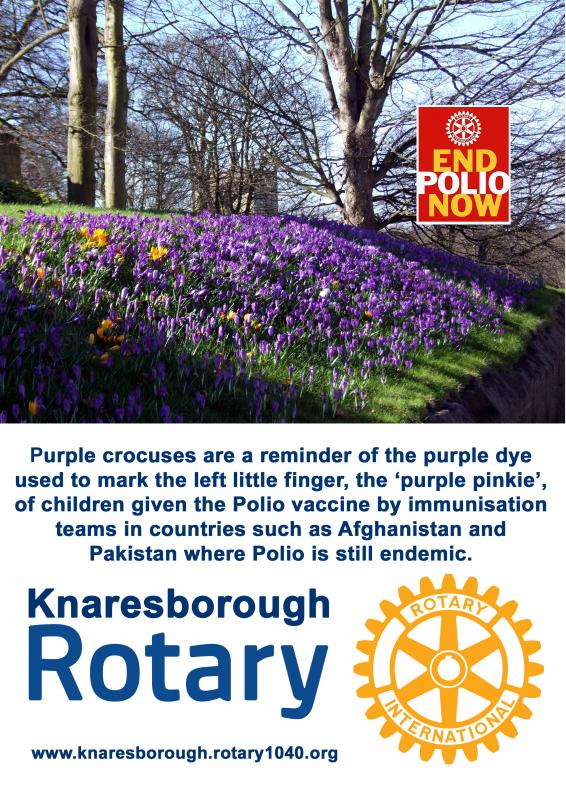 Planting purple crocuses for Polio campaign - Purple for Polio