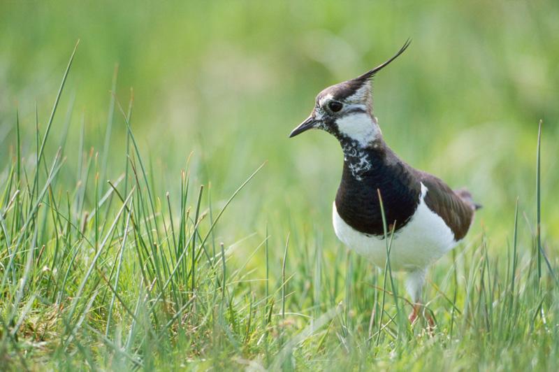 Lapwing - Image courtesy of and with permission of RSPB