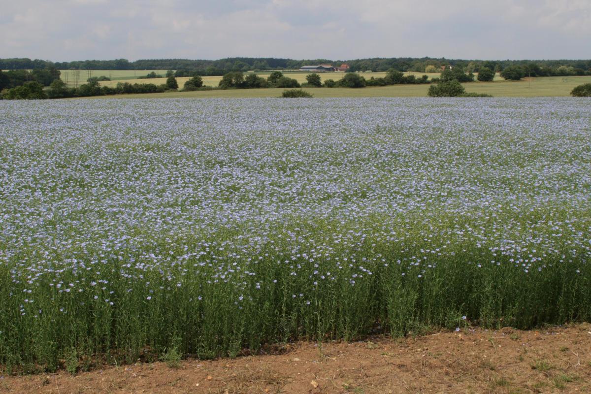 A field of linseed in flower.