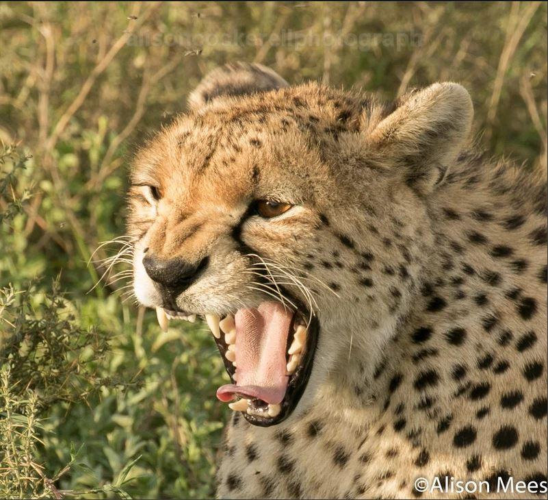 Cheetah posing ...