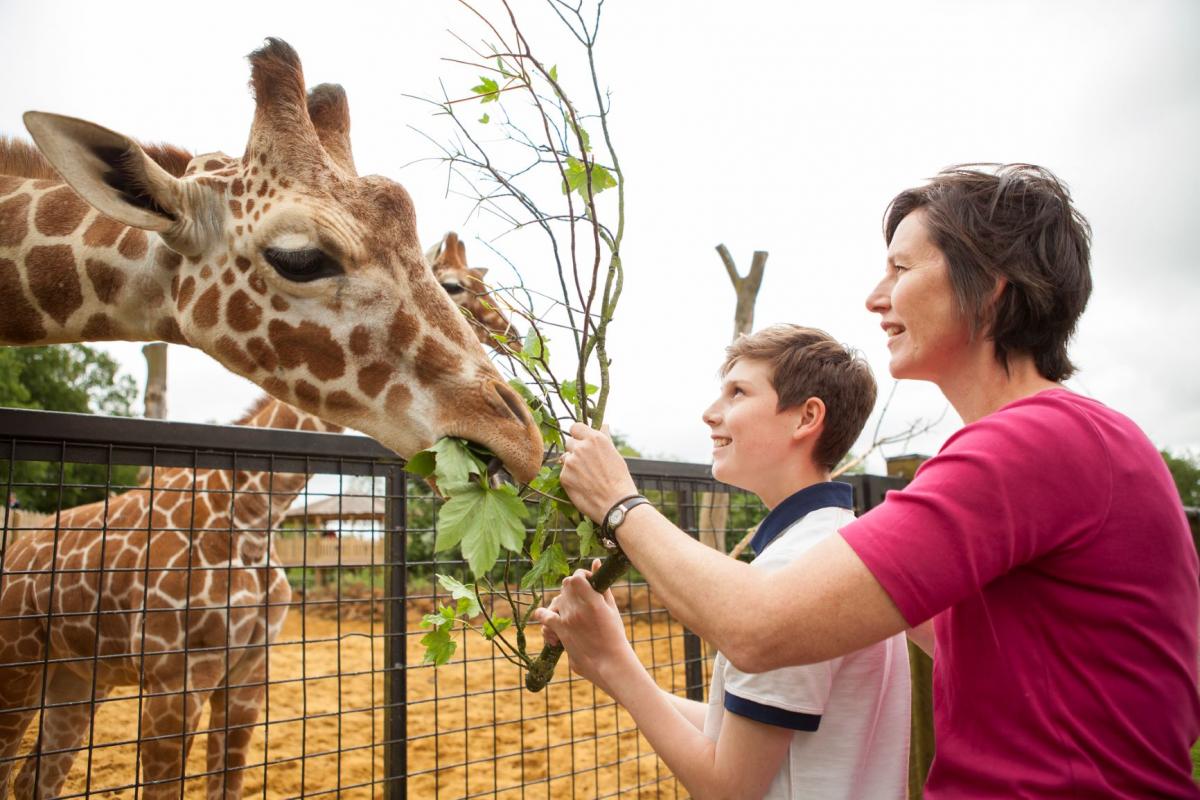 Feeding the animals