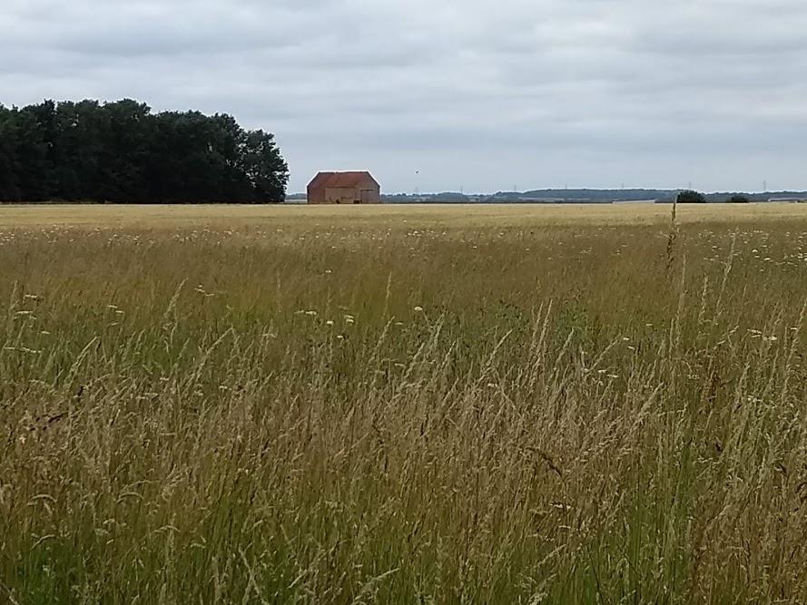 Norfolk farmland