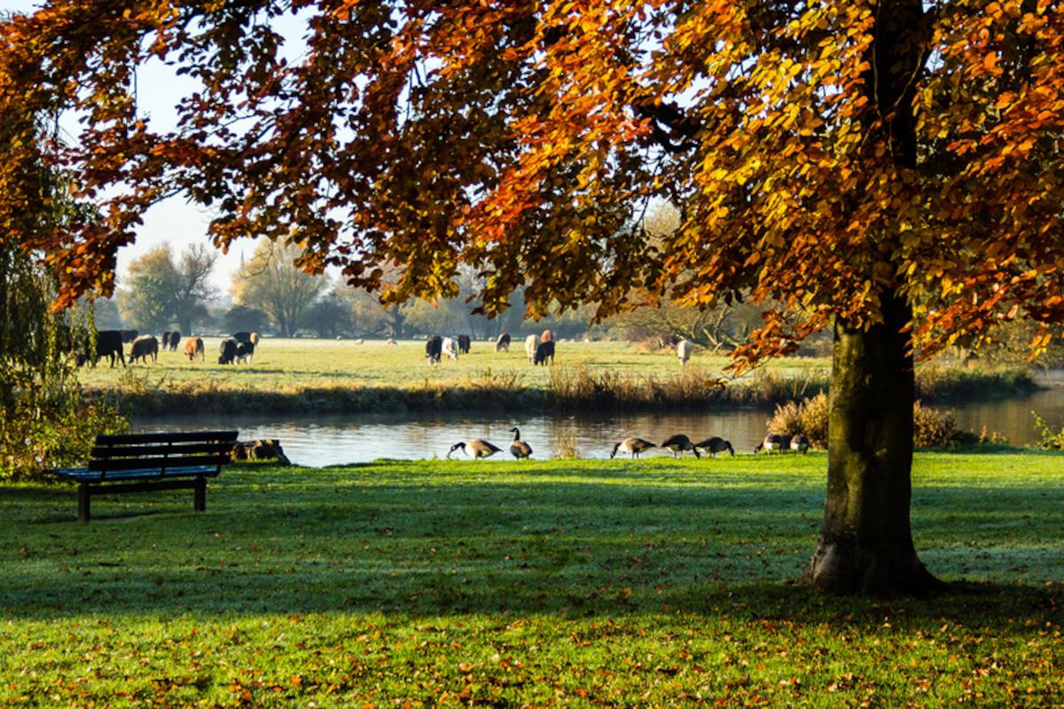 Looking through trees with autumn leaves to a river and grazing cattle.