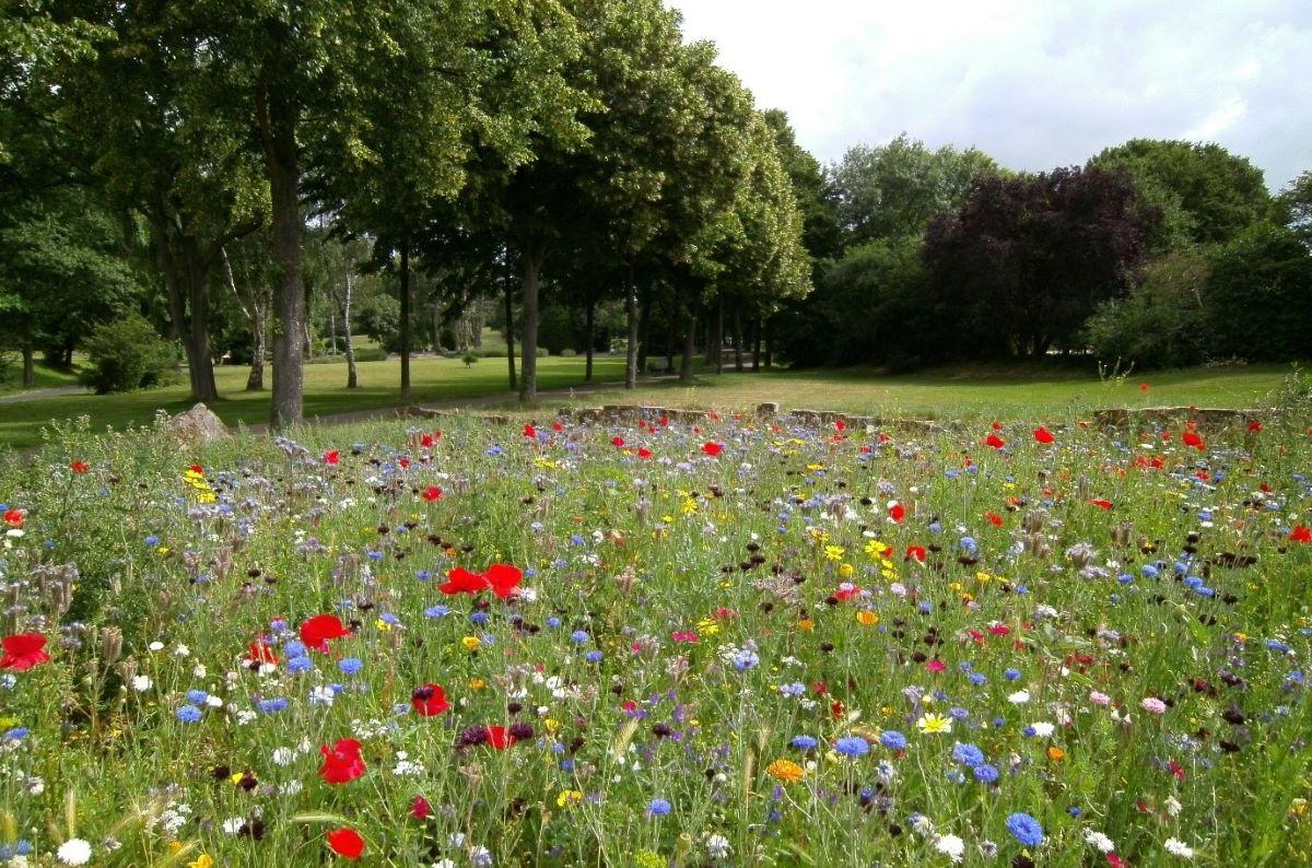 Picture11rewilding (1)