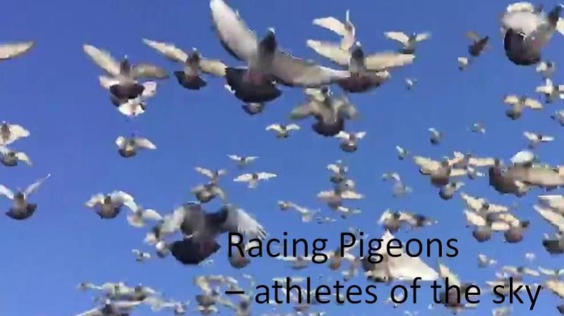 Athletes of the Sky