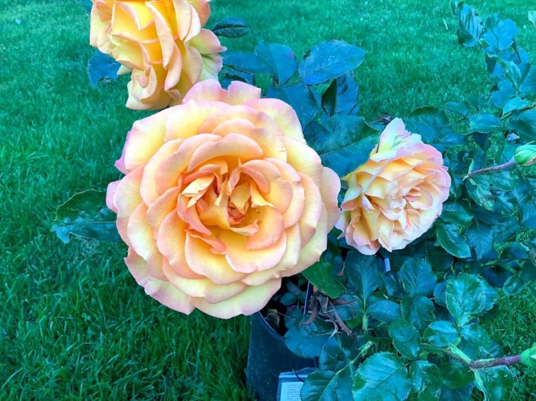Rotary Rose 'Sunrise'