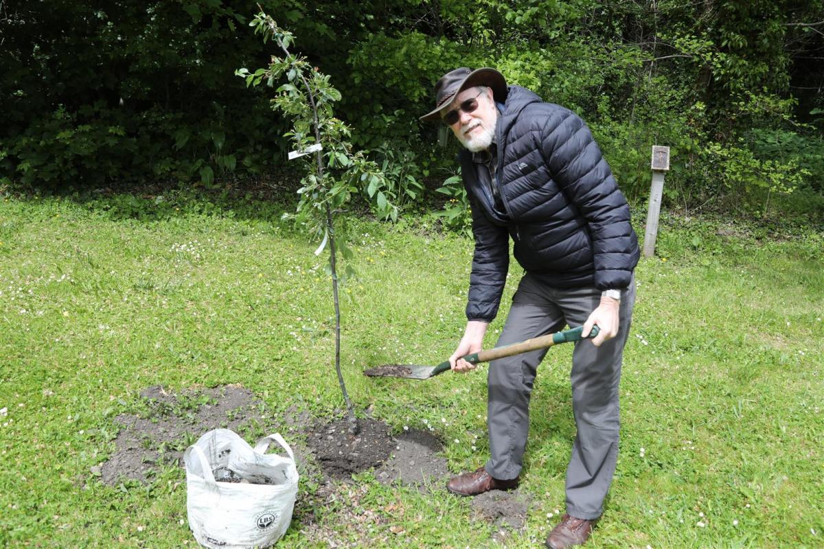 Dave Spashett plants the tree