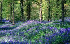 Bluebells in the Forest