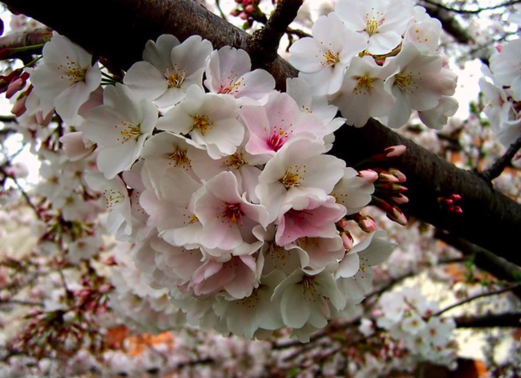 Japanese Cheery Blossom