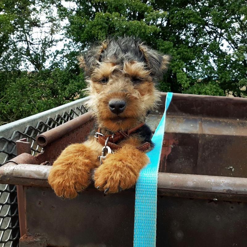 Bradgate Rotary Pooch Off