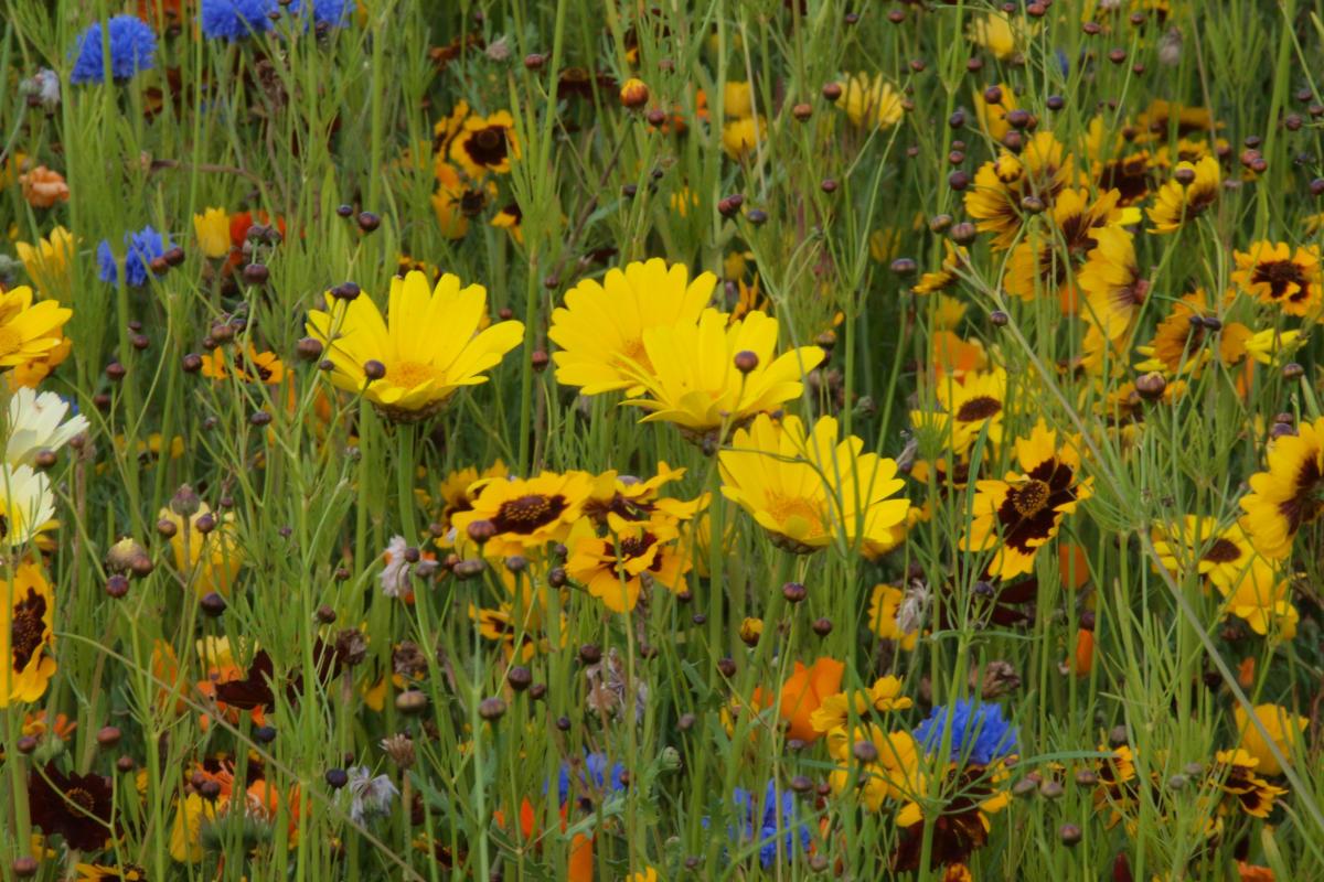 Wild flowers