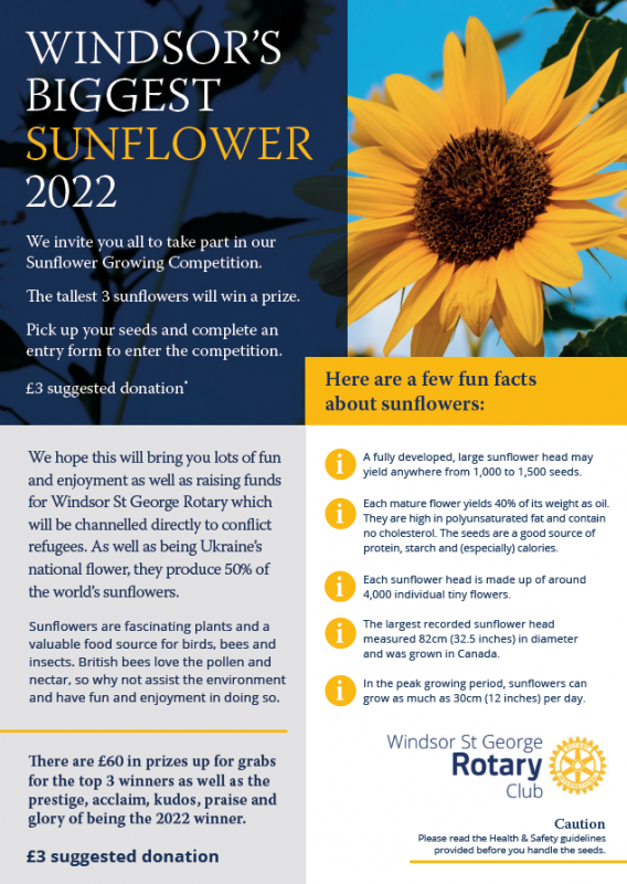 Sunflower Growing Competition - 