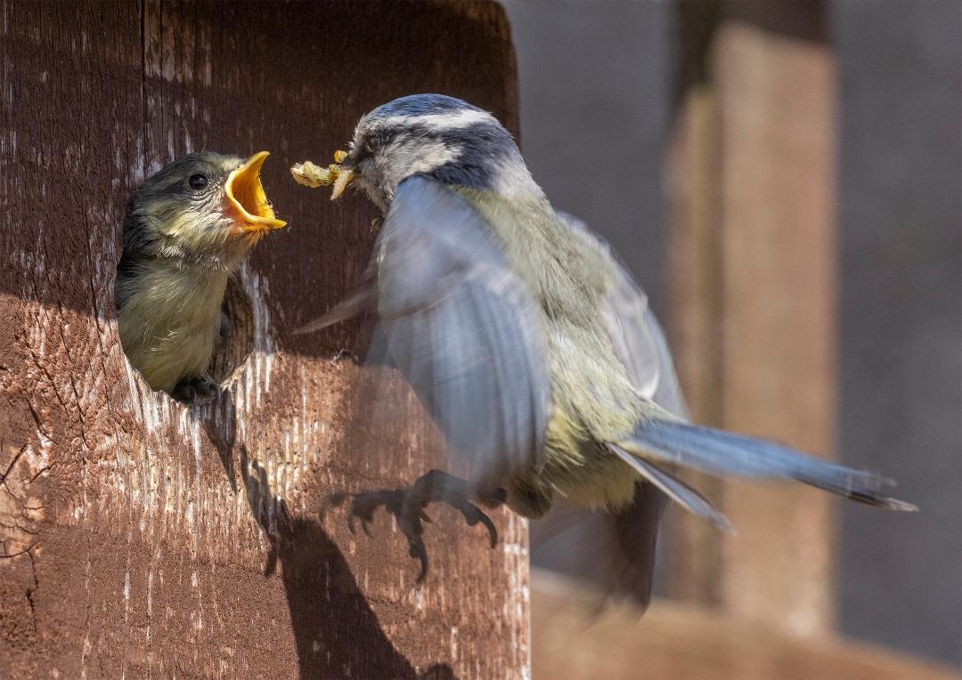 Winner Photographic Competition 2022:  'Returning home with breakfast' by Colin Ferrington