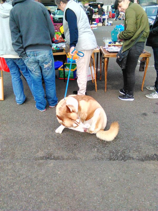 The car boot sales are dog friendly: and child friendly too -  a great morning out for the family.