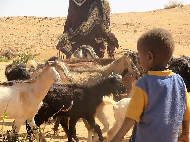 Checking the Goats