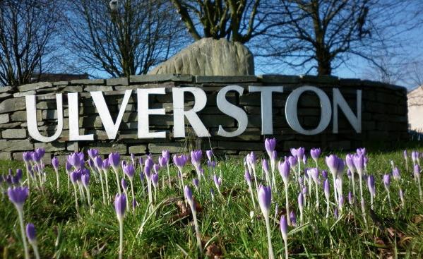 Crocuses in bloom