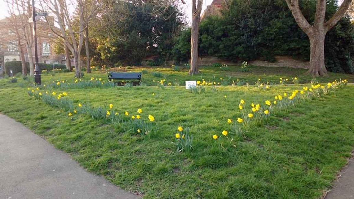 Daffodils in Dorchester - 