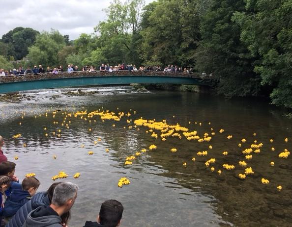 Ducks on the Wye