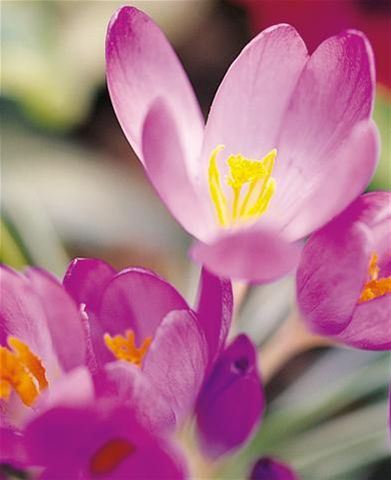 Purple Crocuses