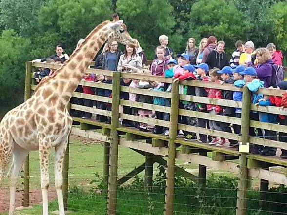 Kids viewing the Giraffes
