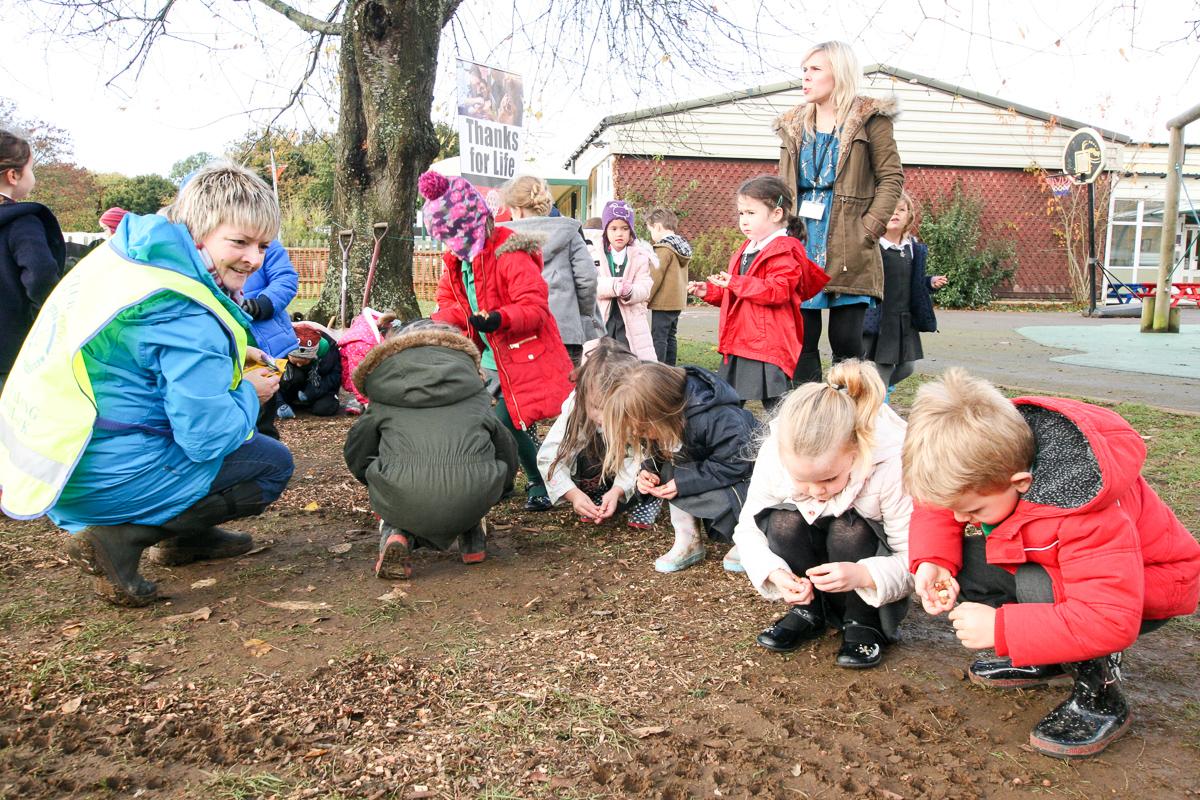 Crocus planting