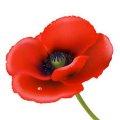 Remembrance Day - 