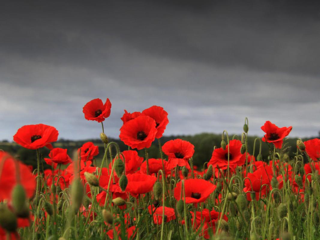 Remembrance Sunday - Poppies