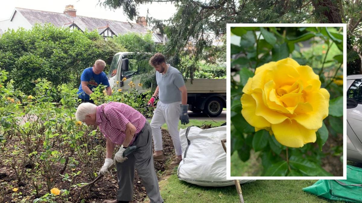 Victoria Park, Bideford, Rose Bush Weeding