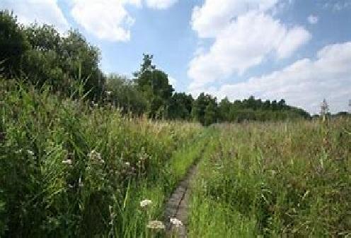 Boardwalk at Roydon Fen