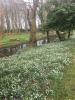 Snowdrops at Landwade