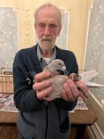 Racing Pigeons