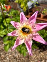 Allotment and ECAS Work