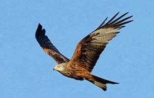 Argaty Visit - Arrive 14.45 for 14.00 Kite feeding then a 'Bumble Bee' walk - finishing about 16.00. Then muster at Westlands for short meeting @ 16.30 followed by a meal at 17.00
