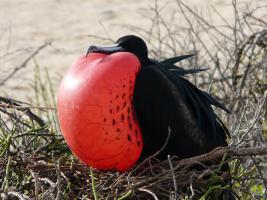 Club Meeting - A Trip to the Galapagos