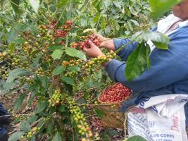 Coffee Growing in Central America