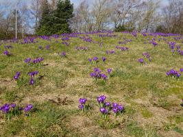 Crocuses in full flower