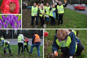 Crocus planting - Sandhurst