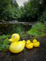 Ducks waiting for the race to start!