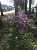 Wednesfield In Bloom !